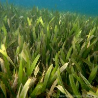 Oceana serrulata (R.Br.) Byng & Christenh.